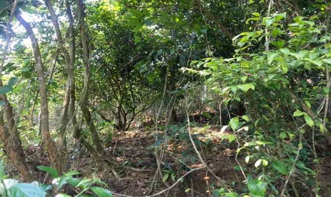 <b>依法要回茶园为何如此之难?明明百亩茶</b>