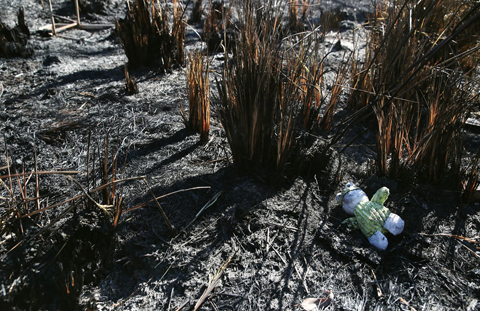 <b>澳洲新南威爾士州 因林火進緊急狀態</b>