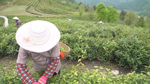 习近平陕西行丨走进平利县茶业现代示范园区