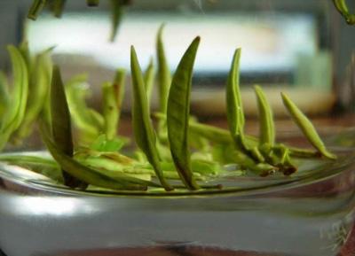 习近平陕西行丨走进平利县茶业现代示范园区