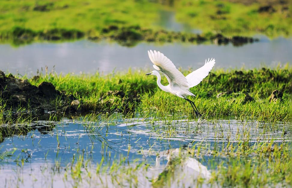 加强生物多样性保护 习近平阐述中国主