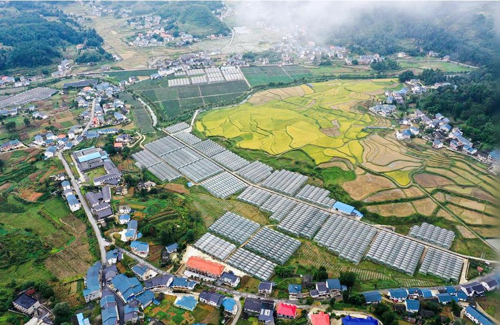 【新思想引领新征程】乡村振兴迈出坚实