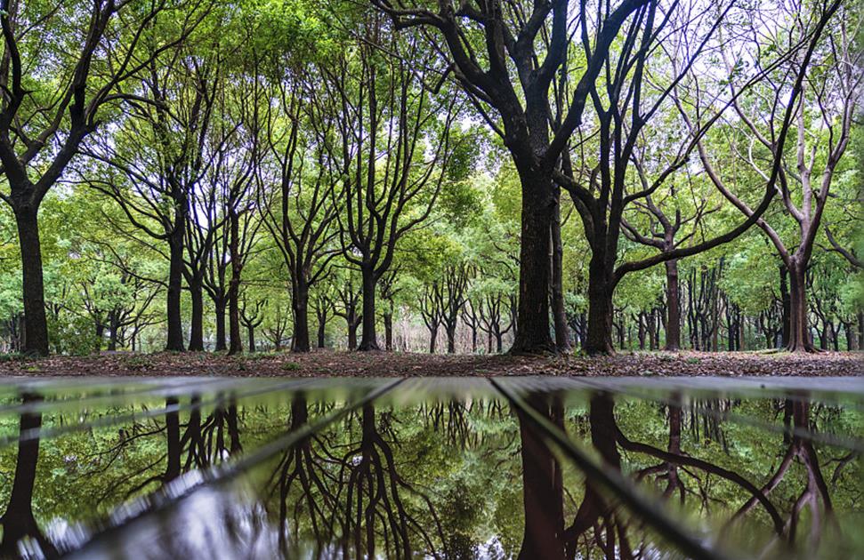 神州大地青未了 为地球增添更多“中国