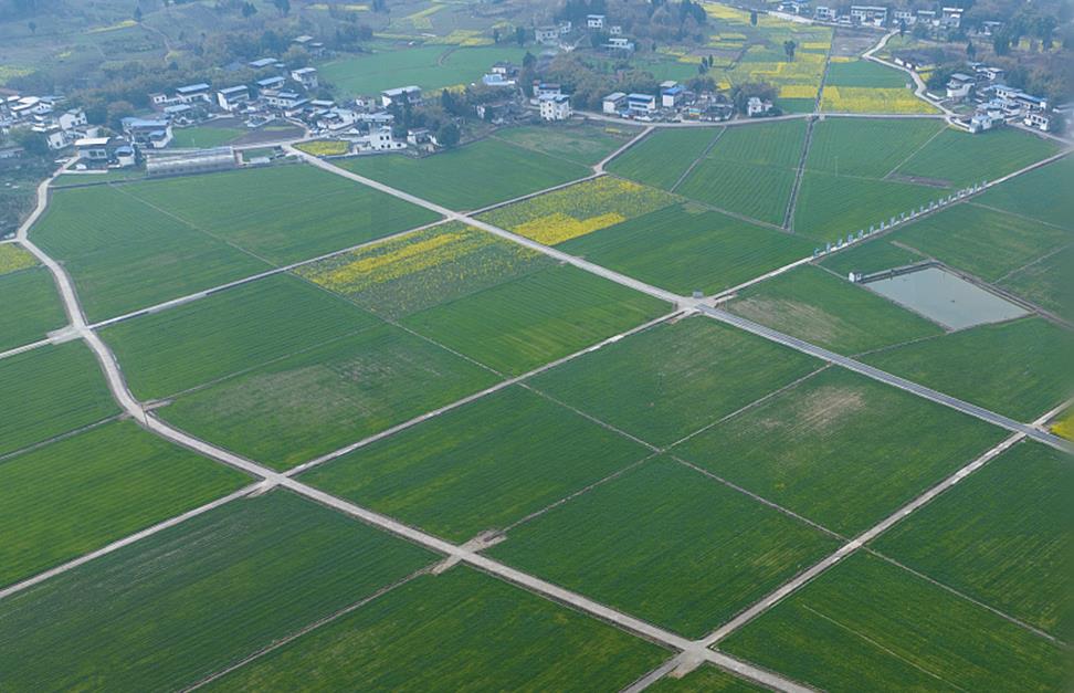 春耕一线观察 | 一粒小麦良种 支撑粮食