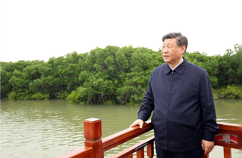 红树林边的瞩望