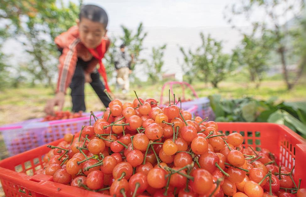 时令水果陆续上市 全国水果价格小幅回
