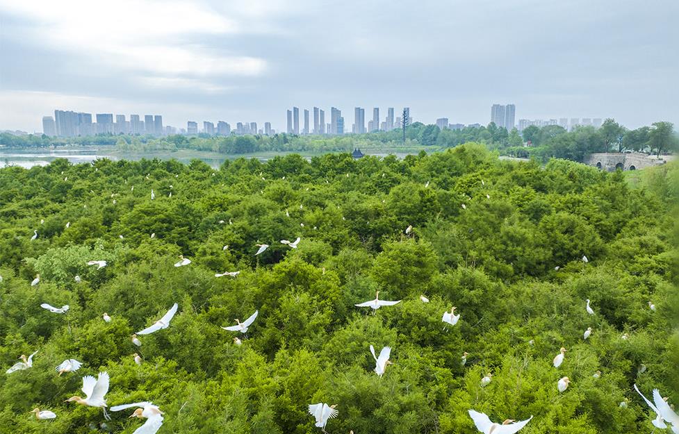 ��ϡҰ������Ƶ���� �ҹ���̬��������