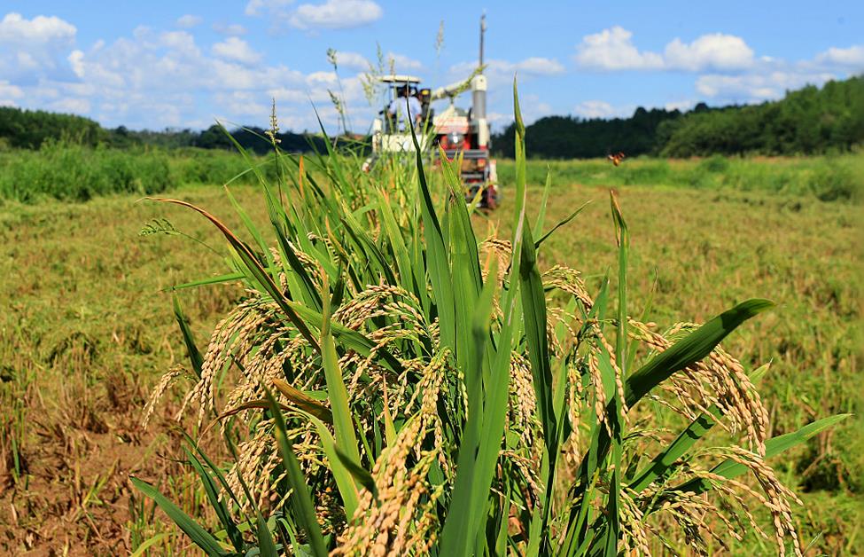 <b>秋染山野遍地金黄 田间地头感受丰收喜</b>