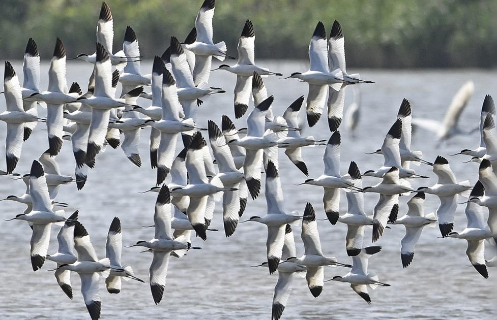 <b>科学家首次为候鸟安装北斗卫星定位装置</b>