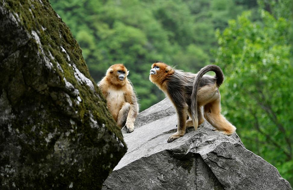 <b>各地国家公园内珍禽异兽频频现身 生态</b>